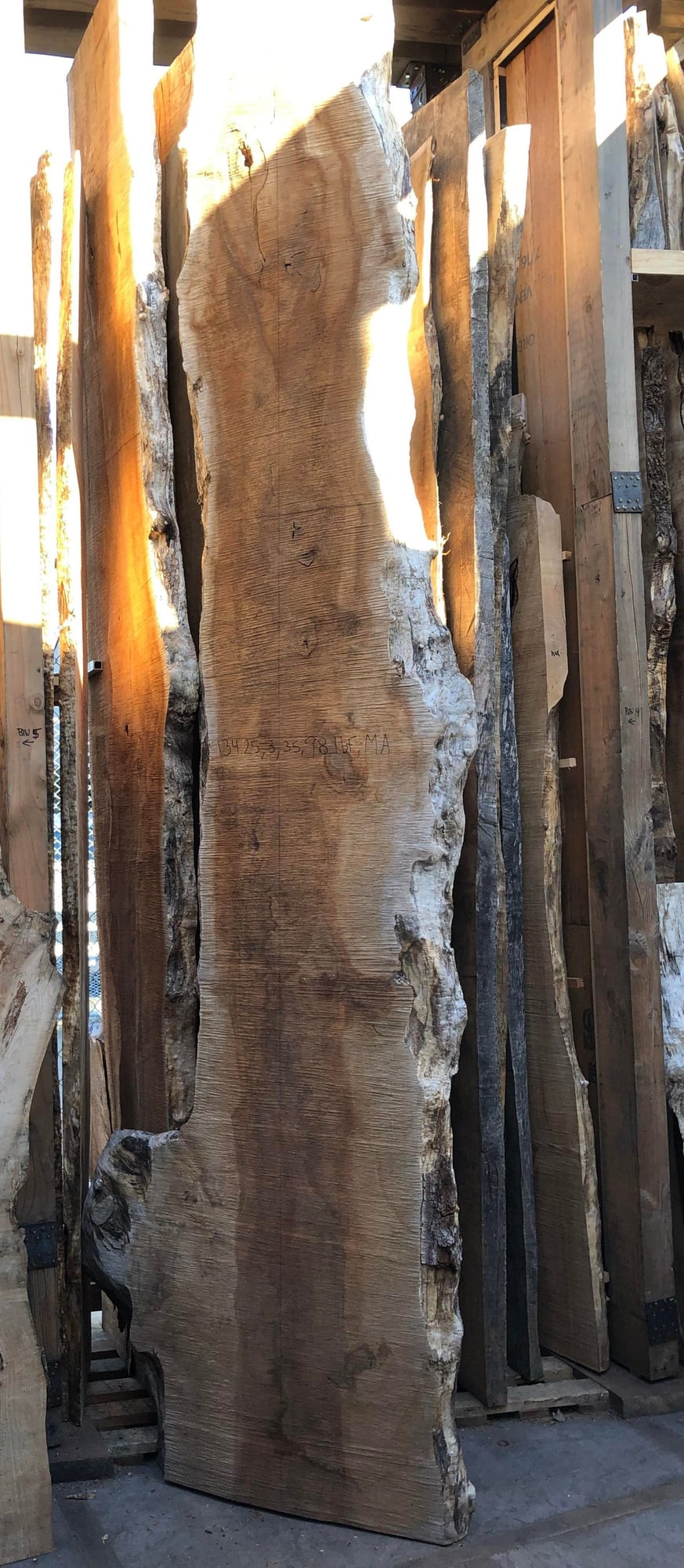 Big Leaf Maple